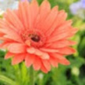 Meet your Posher, Jocelyn